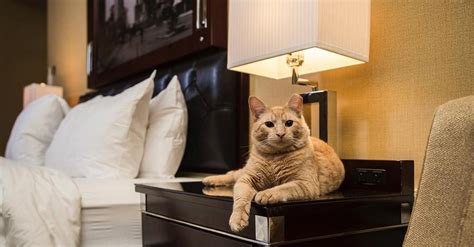 cat friendly las vegas hotels.